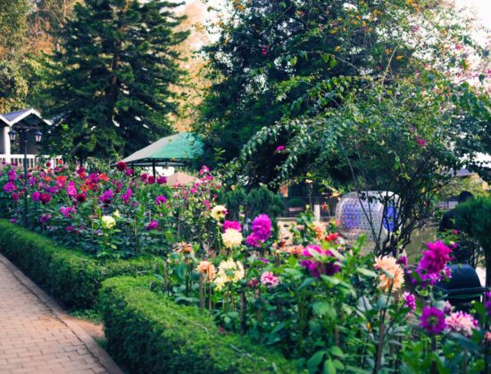 Brahmaputra Jungle Resort