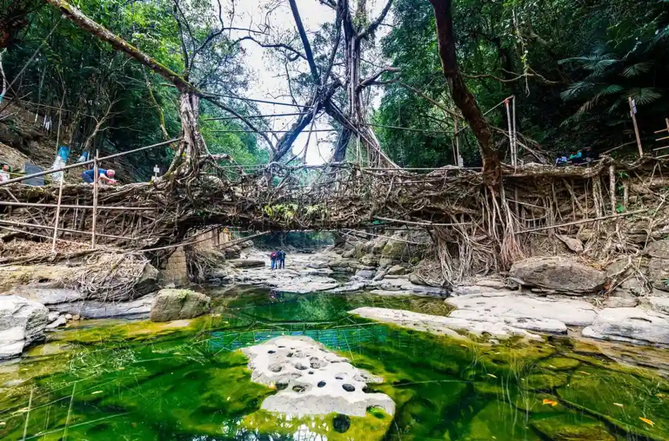 Living Root Bridges