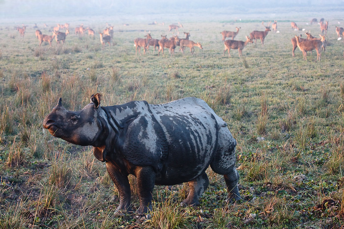 Kaziranga National Park 