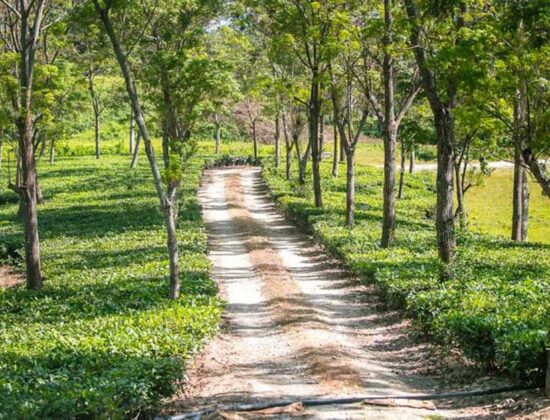 Papum Pare Jungle Resort