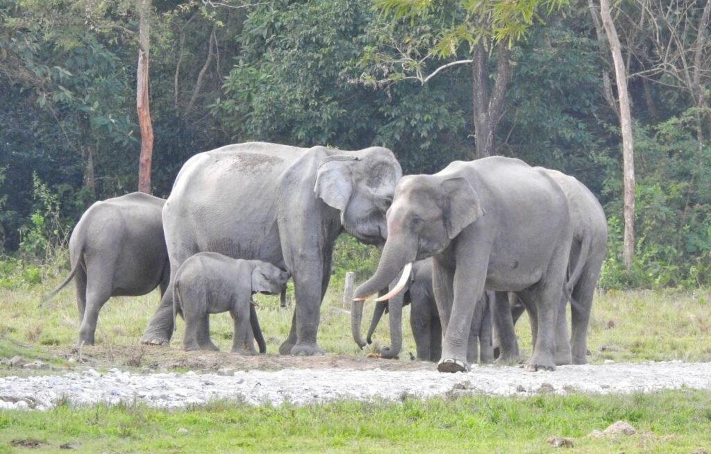 Asian Elephant