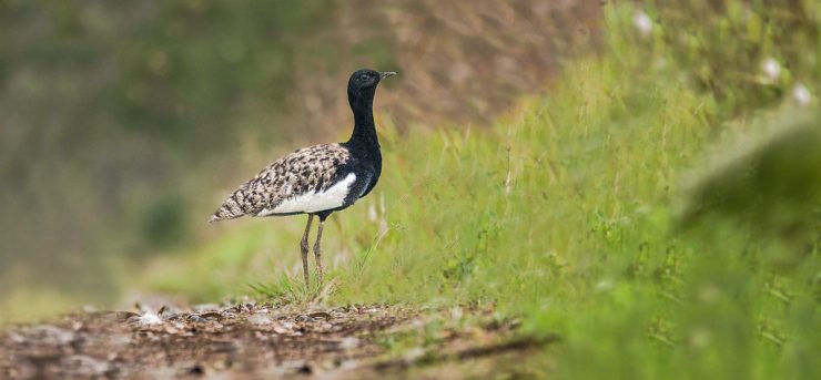 Bengal Florican