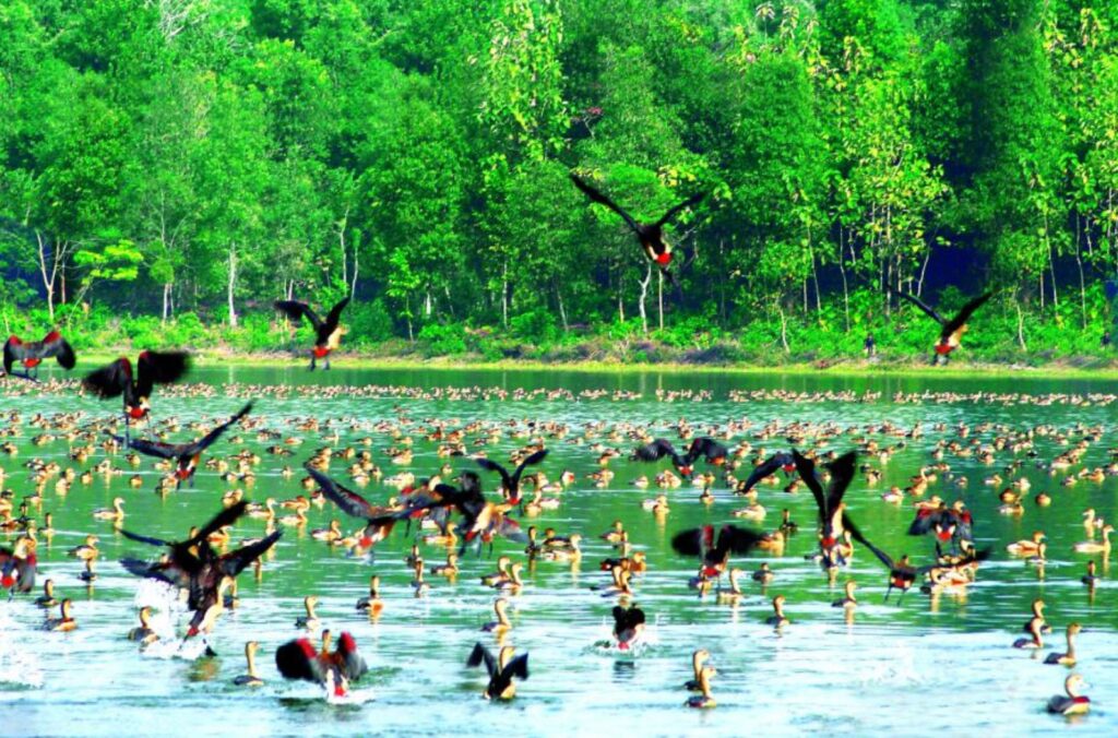Birdlife at Sepahijala Wildlife Sanctuary