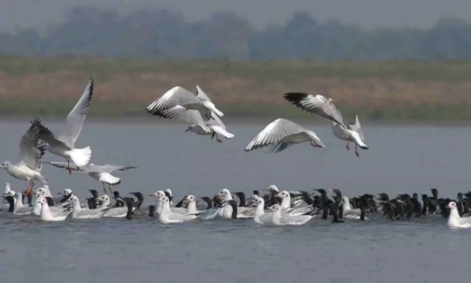 Deepor Beel Book