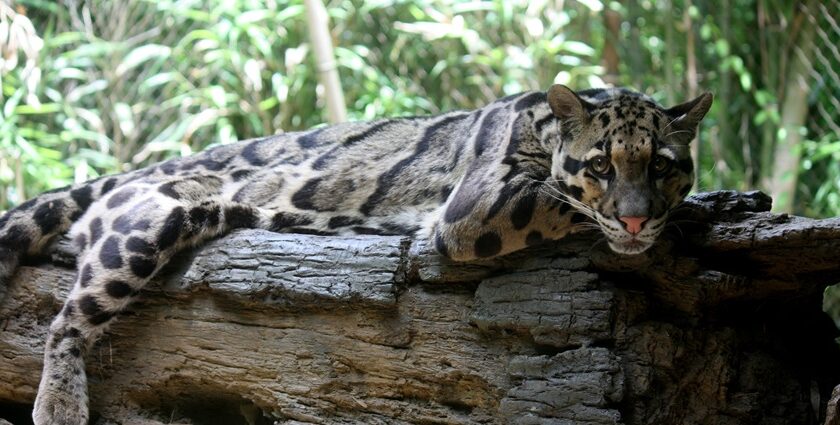 Clouded Leopard