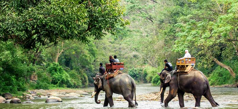 Elephant Safari