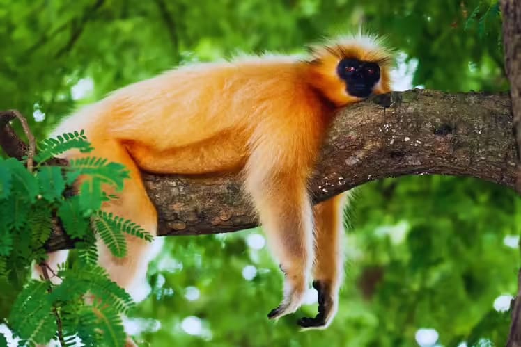 Golden Langur
