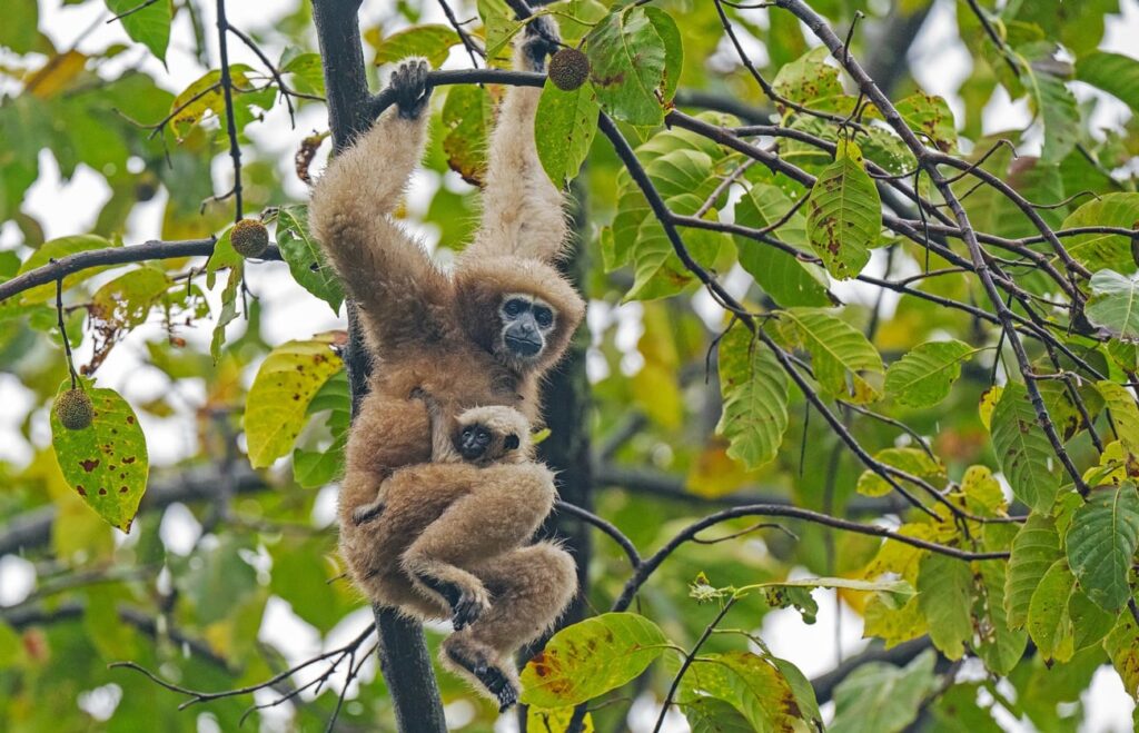 Hoolock Gibbon