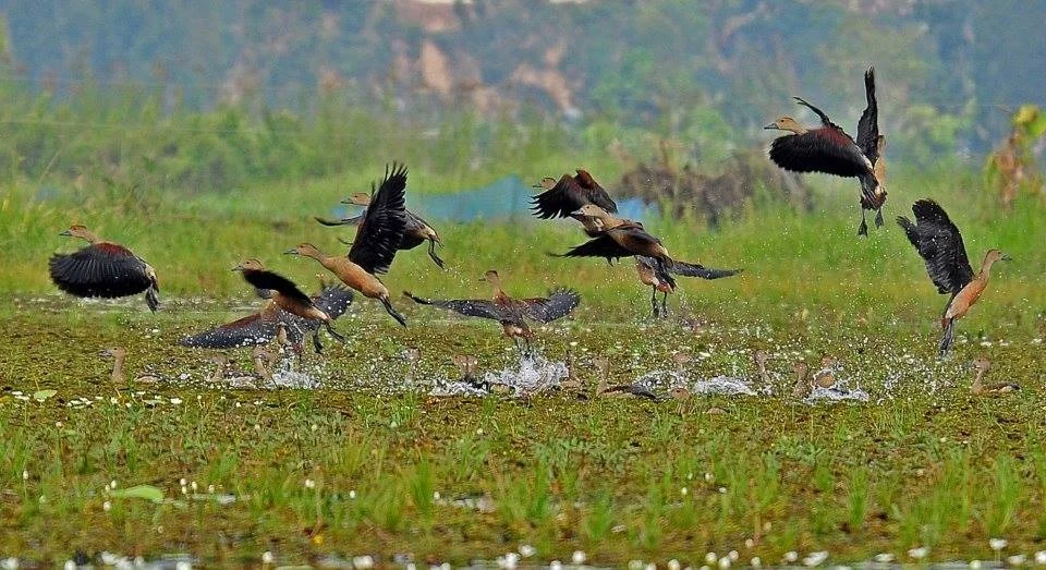Kharungpat Bird Sanctuary