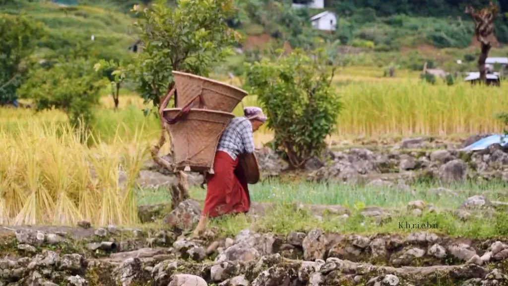 Khonoma Harvesting