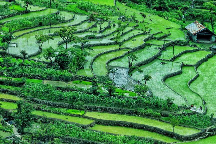 Khonoma Terraced Rice Fields