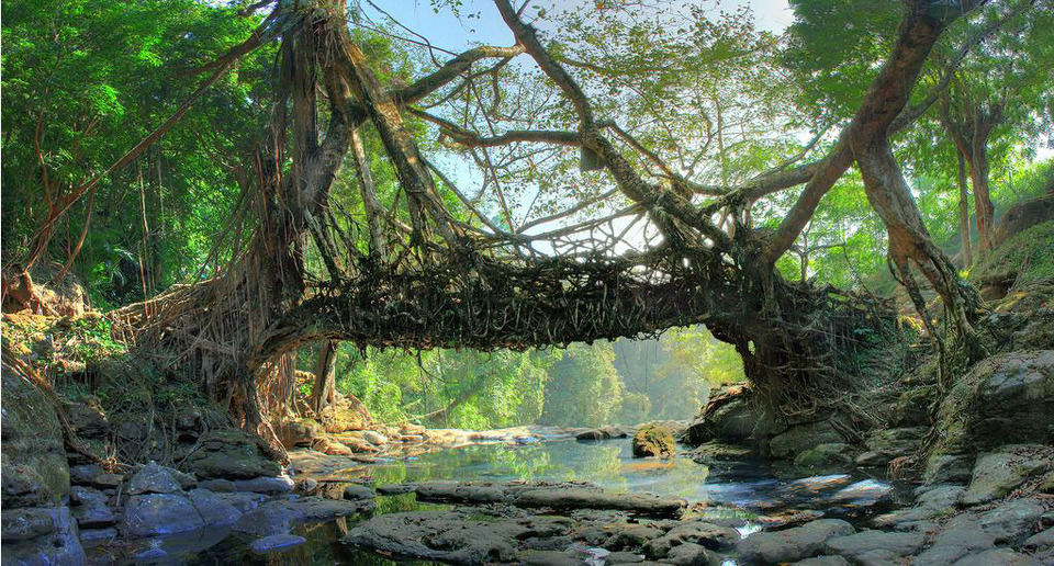Living Root Bridge at Riwai