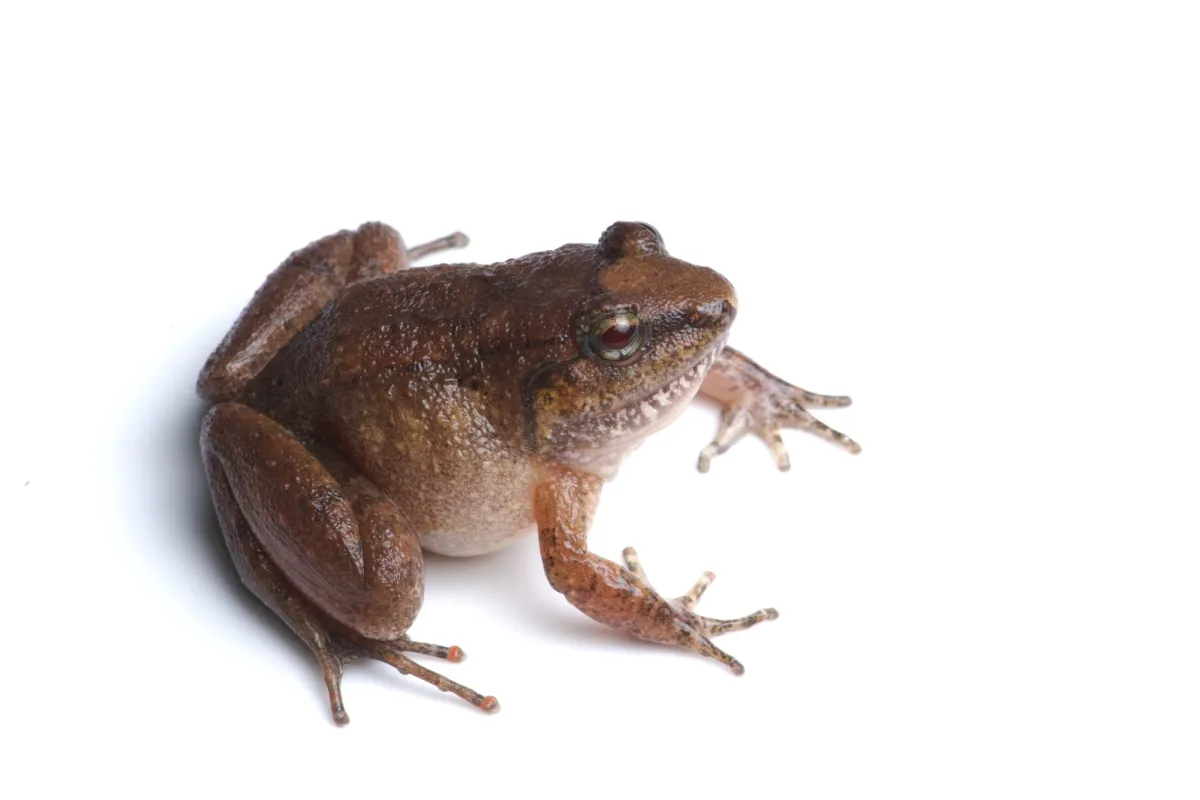 Mud-Nesting Fanged Frog