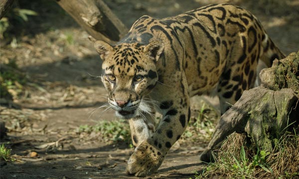 Namdapha National Park 01