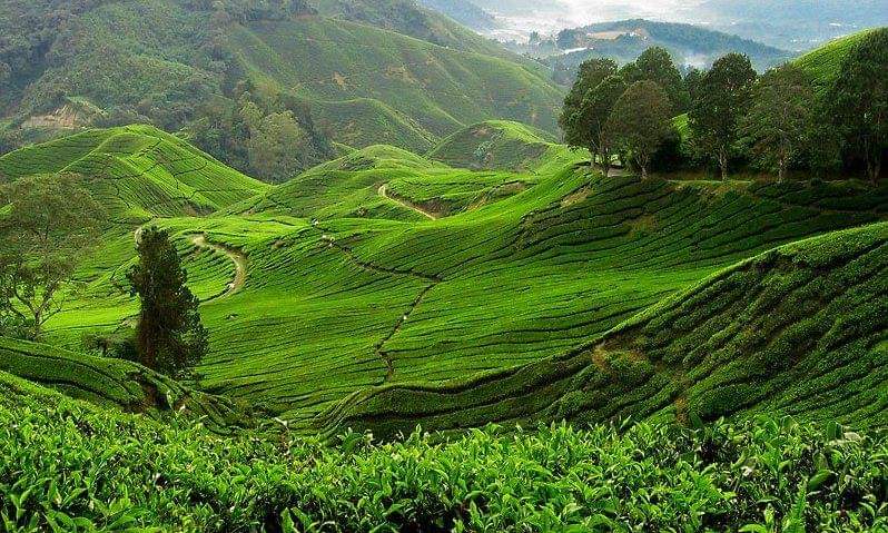 Nillai Tea Estate