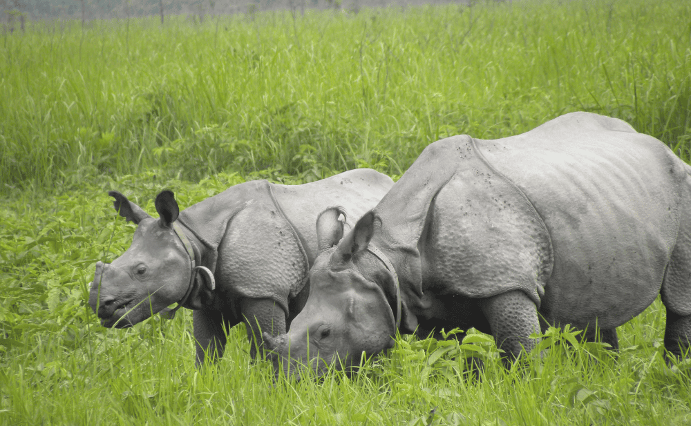 One Horned Rhinoceros