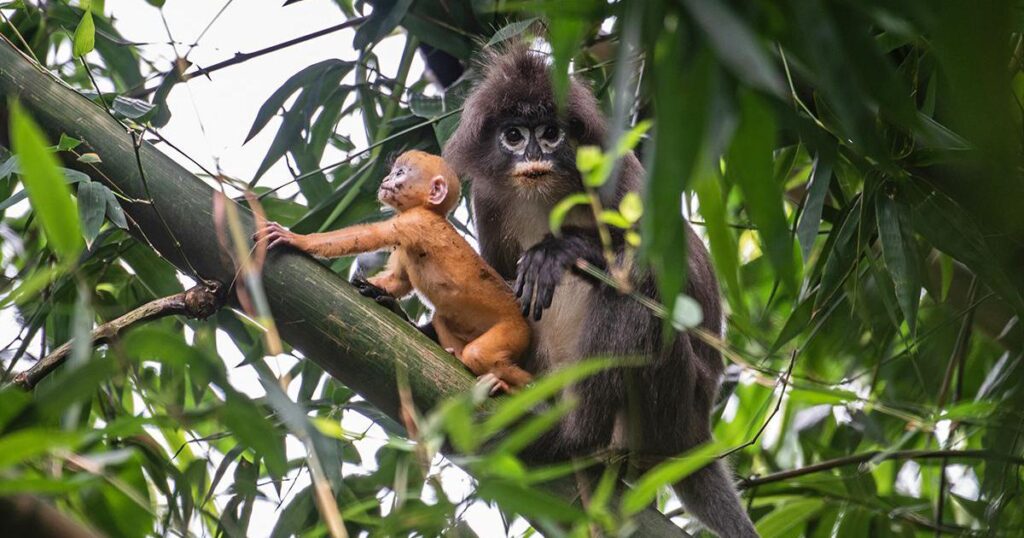 Primates