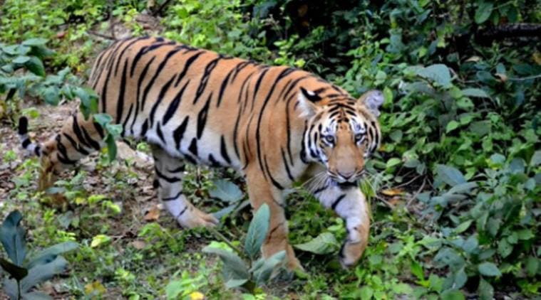 Royal Bengal Tiger