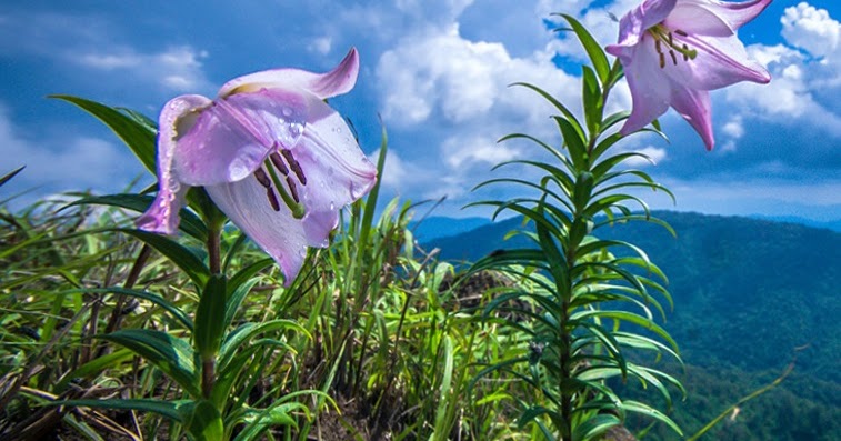Shirui Lilly