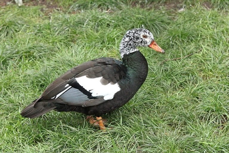 White winged Duck