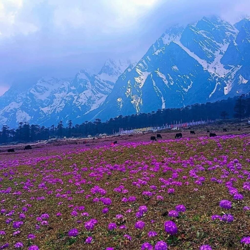 Yumthang Valley 01