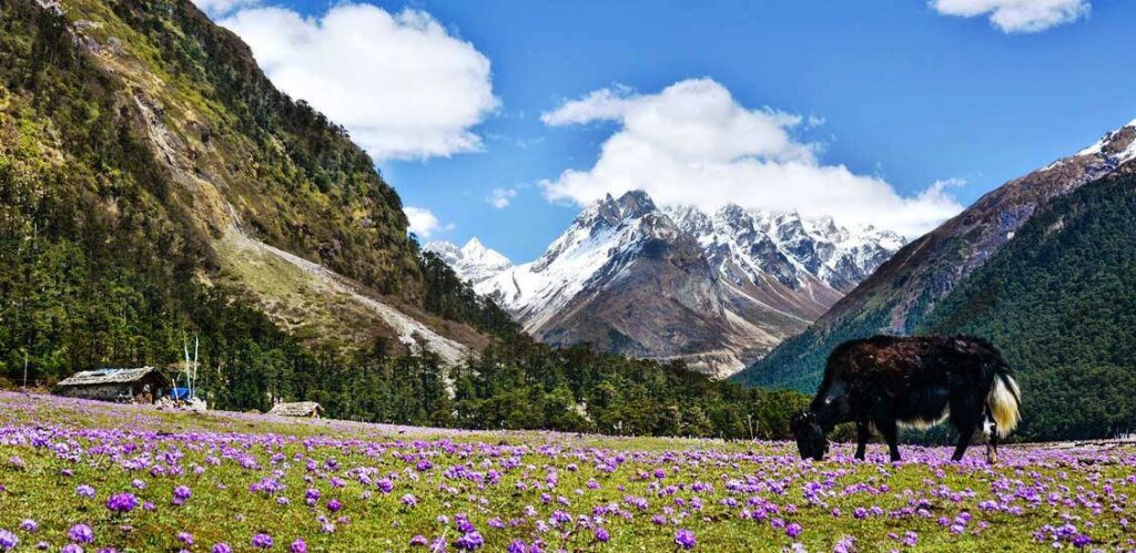 Yumthang Valley