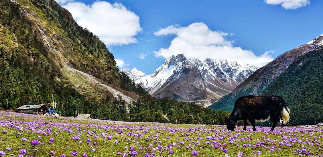 Yumthang Valley