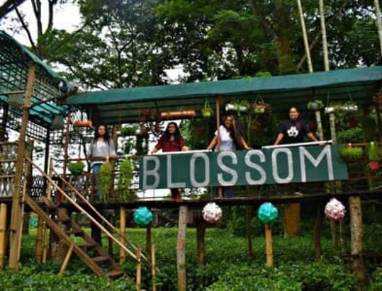 Blossom Exotica