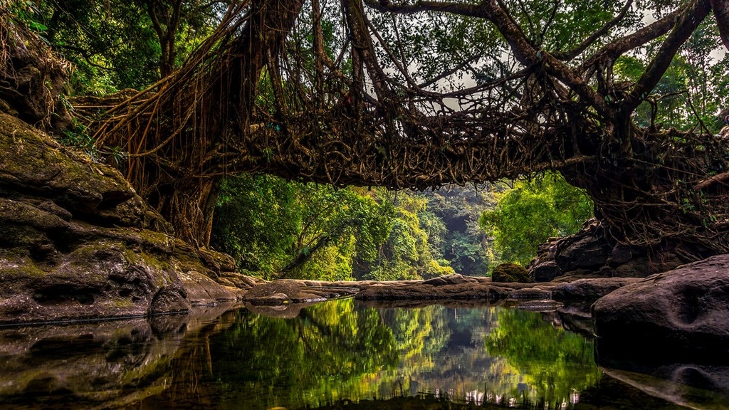 Mawkyrnot Living Root Bridge