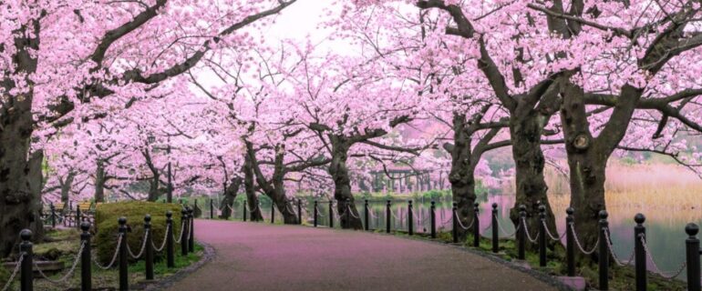 Shillong Cherry Blossom Festival