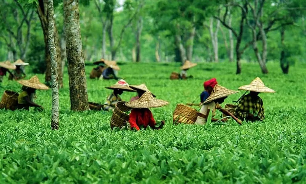 Tea Garden in Sonitpur