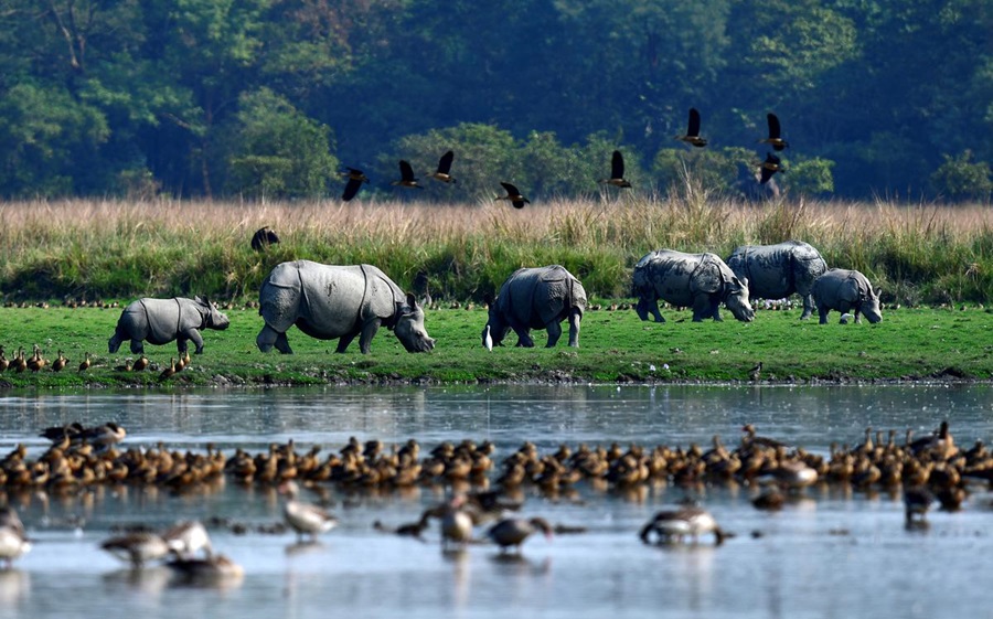 wildlife in north east india