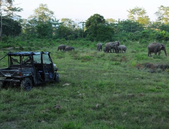 Musa Jungle Retreat