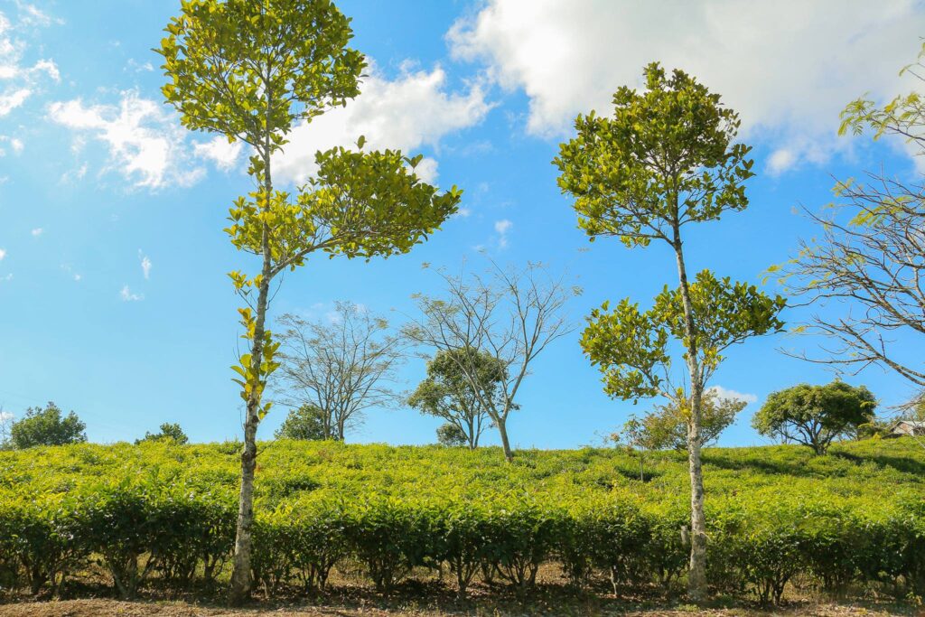 Khawzawl Travel Guide — Biate Eco-Village, Lianhela Puk Cave & the Eastern Mizoram Frontier 2 Biate Tea Garden