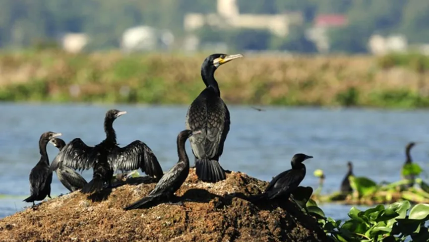 Birdwatching at Deepor Beel