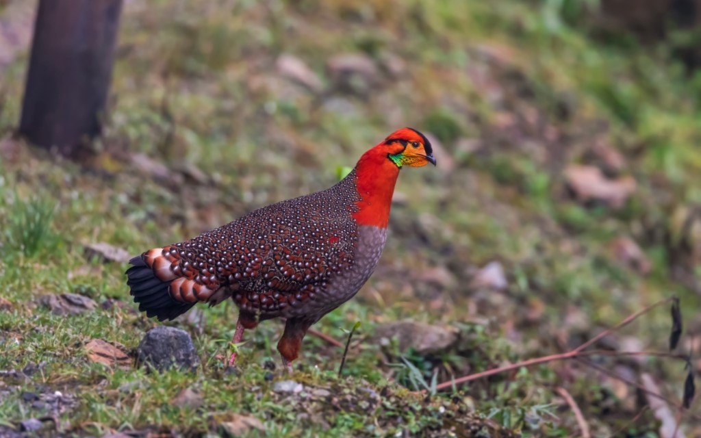 Dzuleke Village: Nagaland's Eco-Tourism Model Village 3 Blyths Tragopan