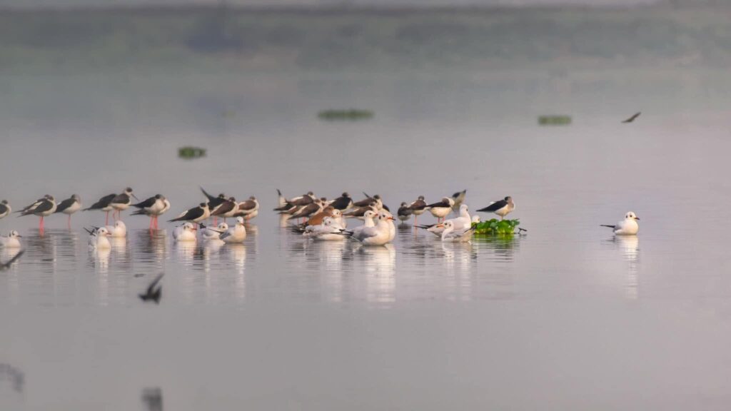 Deepor Beel 02 edited