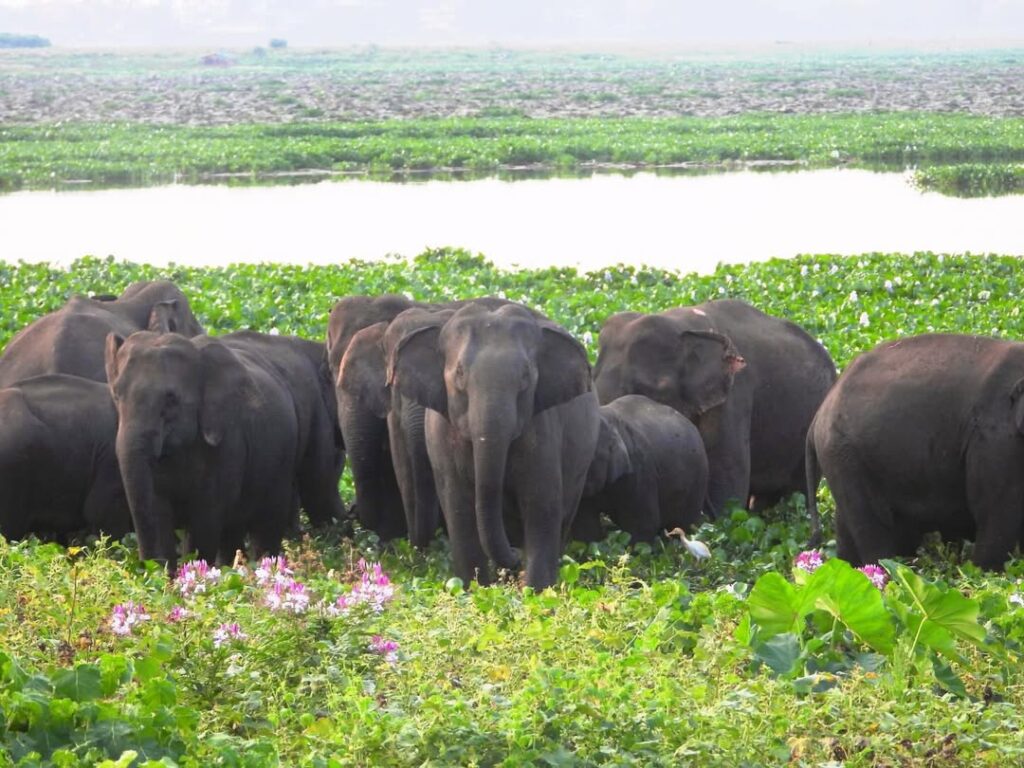 Elephants at Deepor Beel