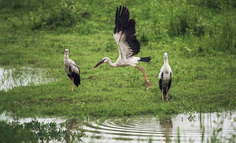 Kaziranga Bird Survey