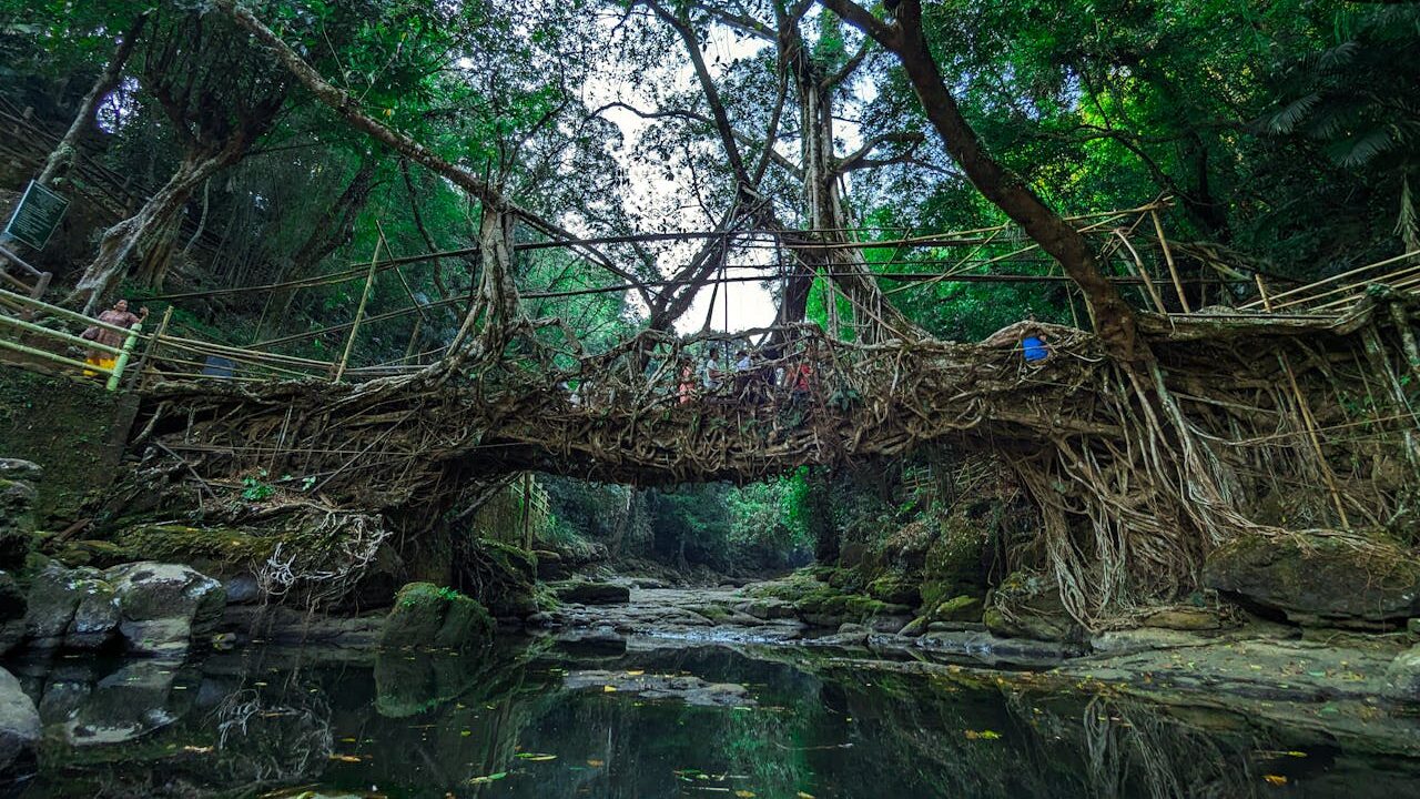 10 Surreal Places in Northeast India That Don't Feel Real 4 Living Root Bridge 1 edited