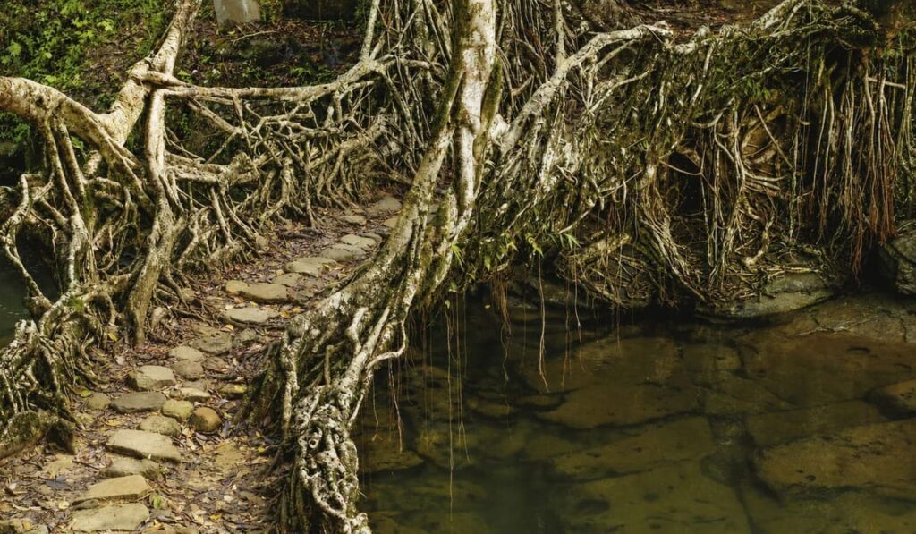 Meghalaya’s Living Root Bridges Move Closer to UNESCO World Heritage Status 1 Living root bridge