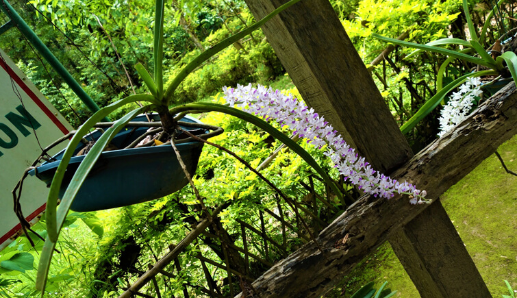 Orchids at Khonghampat Orchidarium