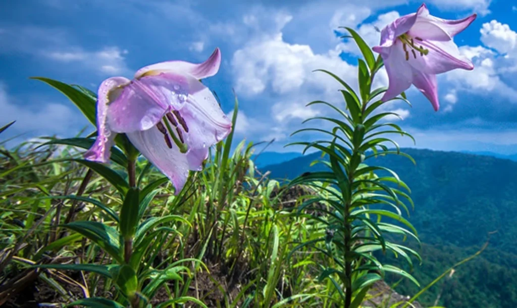 Siroi Lily