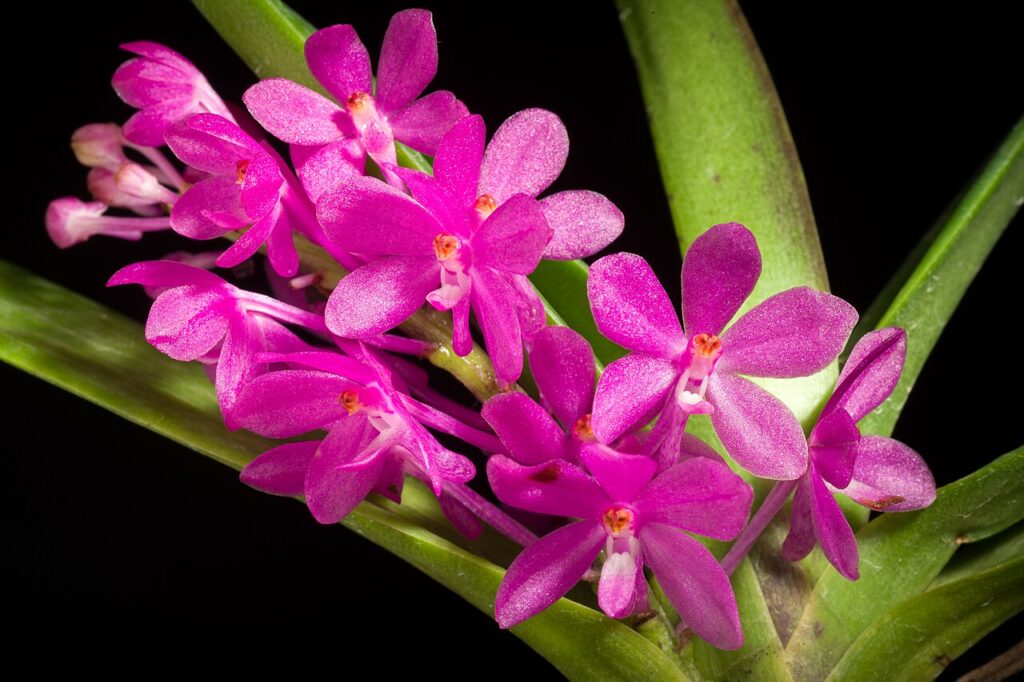 Vanda ampullacea