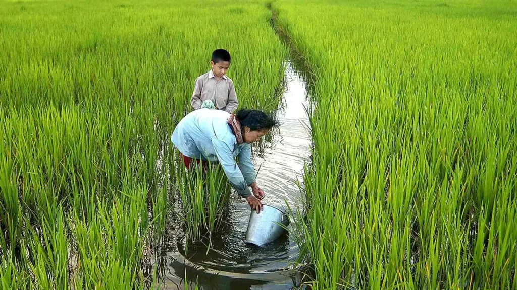 Dree Festival: Complete Guide to Arunachal Pradesh's Greatest Agricultural Celebration 3 Ziro Rice Fish Farming