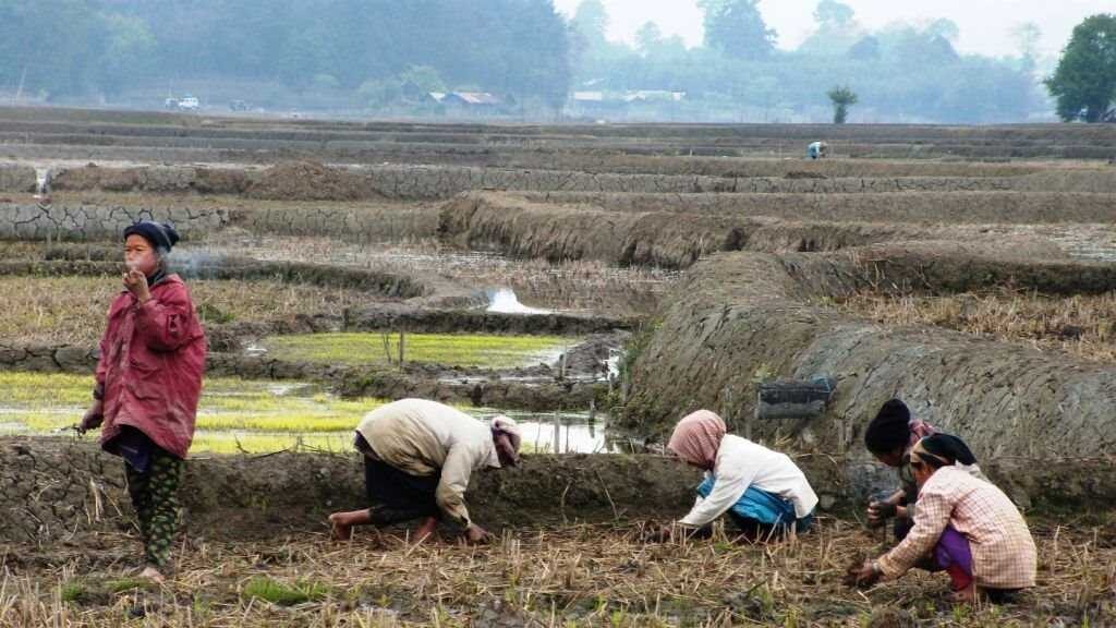 Dree Festival: Complete Guide to Arunachal Pradesh's Greatest Agricultural Celebration 4 Ziro edited