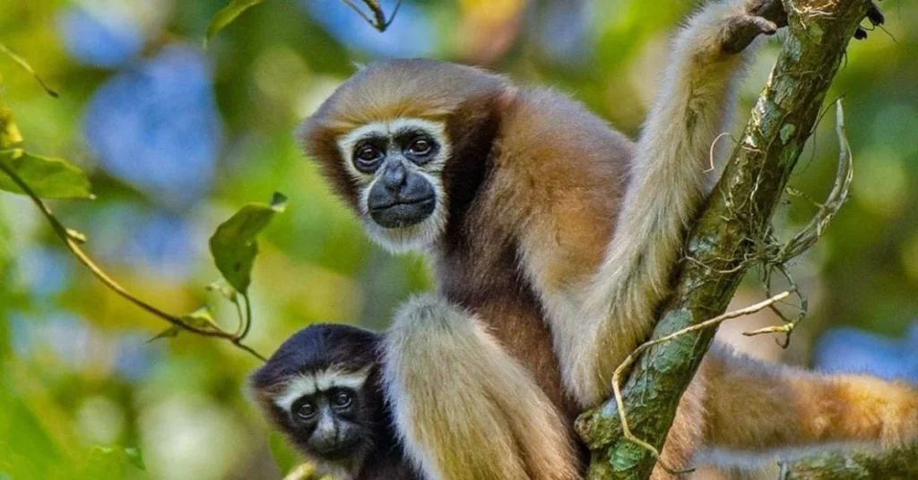 hoolock gibbons