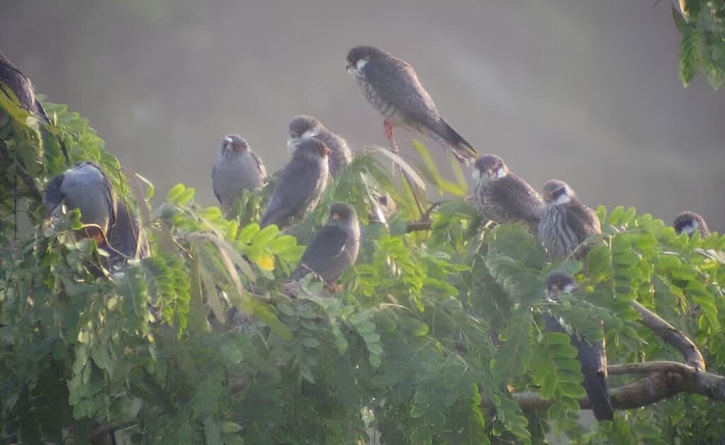 Pangti Village, Nagaland: Amur Falcon Travel & Permit Guide 4 Amur Falcons 01