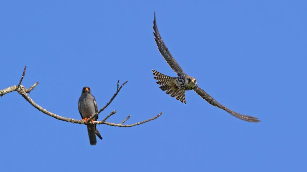 Pangti Village, Nagaland: Amur Falcon Travel & Permit Guide 5 Amur Falcons 02 edited