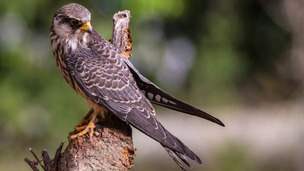 Pangti Village, Nagaland: Amur Falcon Travel & Permit Guide 2 Amur Falcons 03 edited